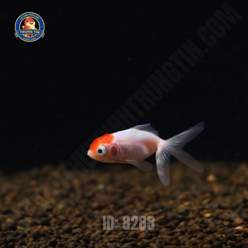 Cá hạc đỉnh hồng mini