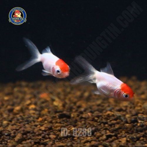 Cá hạc đỉnh hồng mini