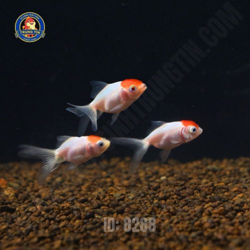 Cá hạc đỉnh hồng mini