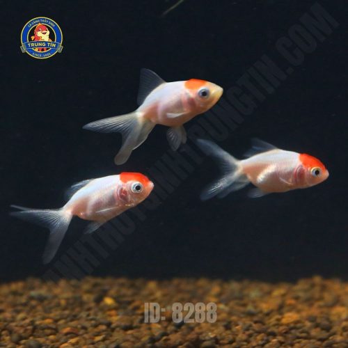 Cá hạc đỉnh hồng mini