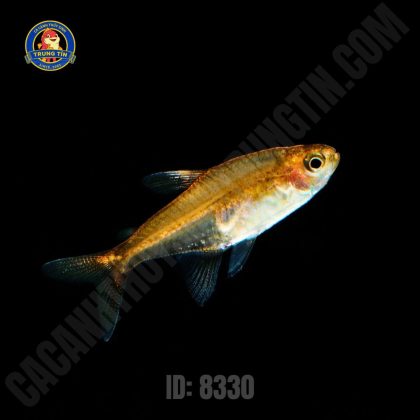 EMBER TETRA 4