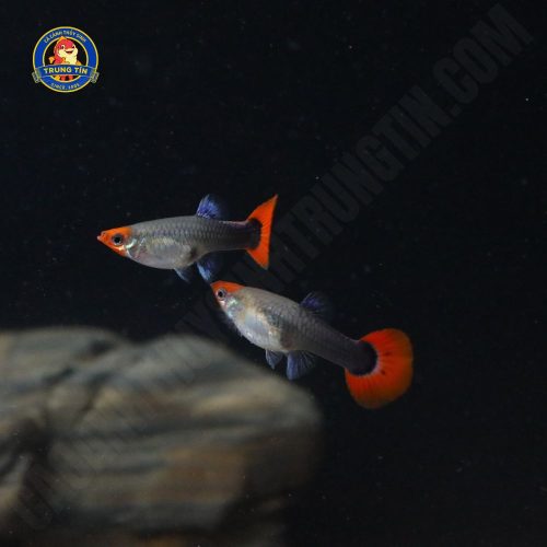 bảy màu koi đen 2