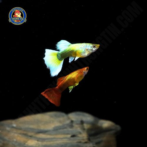 cá bảy màu mỹ