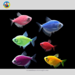 Cá Buồm Dạ Quang