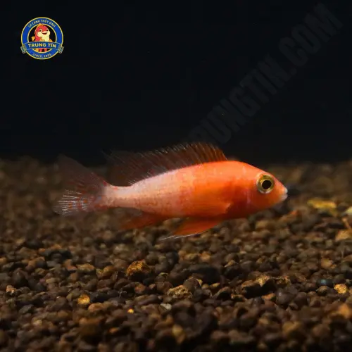 cá ali thái mini 1