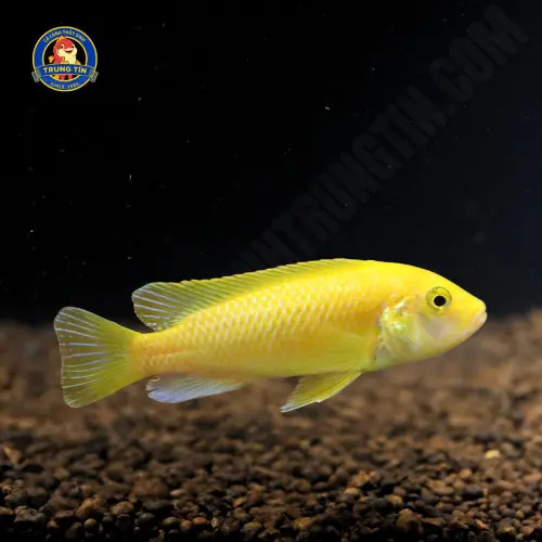 cá ali việt nam 1