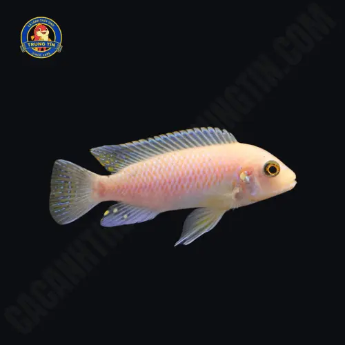 cá ali việt nam 4