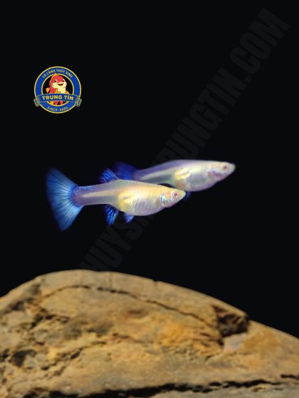cá bảy màu blue topaz