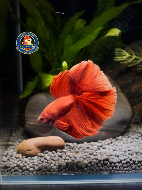 cá betta trống
