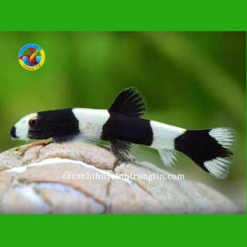 cá bống bác sĩ panda