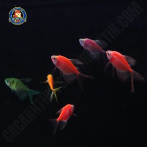 cá cánh buồm dạ quang cánh tiên