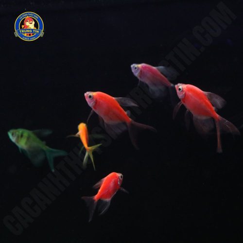 cá cánh buồm dạ quang cánh tiên