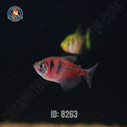 cá cánh buồm tiger