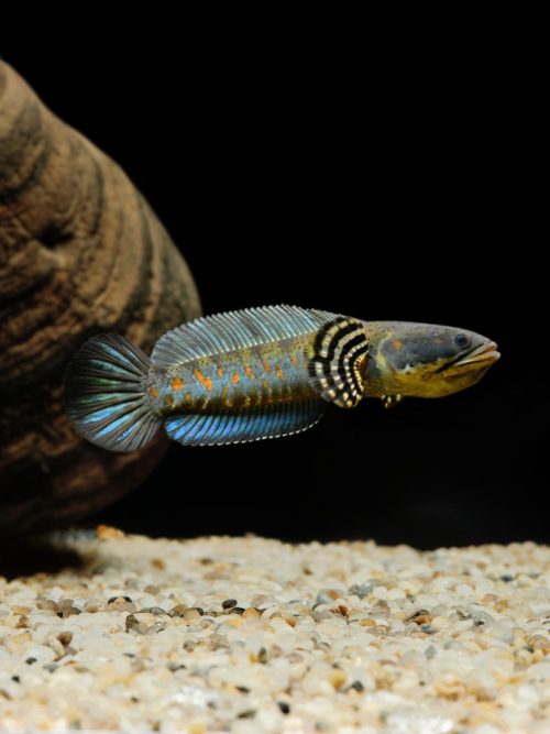 cá lóc pháo hoa đốm vàng