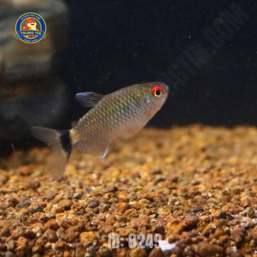 cá ngân bình (10)