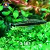 cá otto 1 - ID 8467