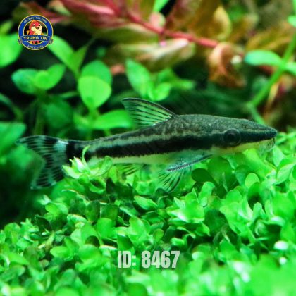 cá otto 1 - ID 8467