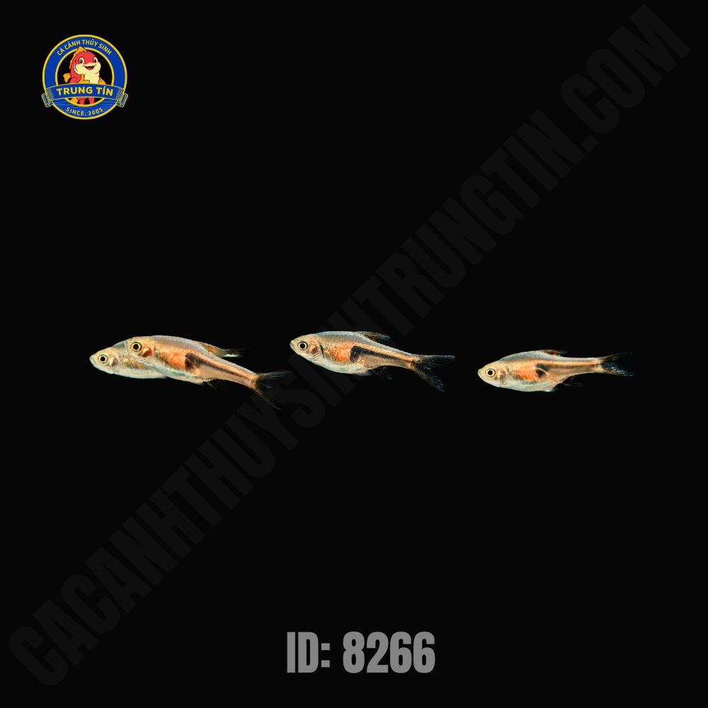 cá tam giác (2) cá tam giác (3)