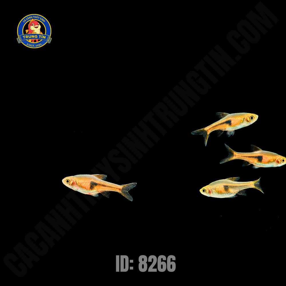 cá tam giác cá tam giác (3)