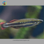 cầu vồng madagasca