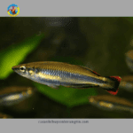 cầu vồng madagasca