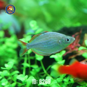 cầu vồng xanh việt (3)