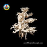 cây bon sai hồ cá nhỏ