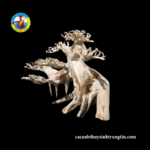 cây bon sai hồ cá nhỏ