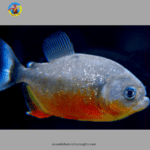 cá chim trắng - cá Piranha Bụng Đỏ