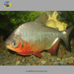 cá chim trắng - cá Piranha Bụng Đỏ