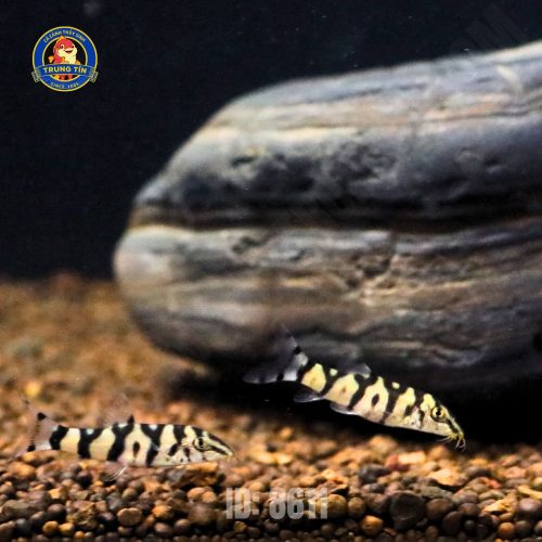 chuột biota 1