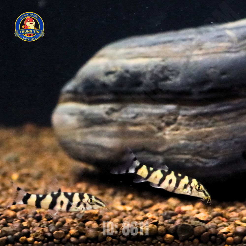 chuột biota 1 chuột biota 1