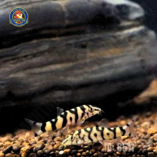 chuột biota 2