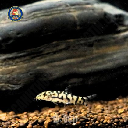 chuột biota 3