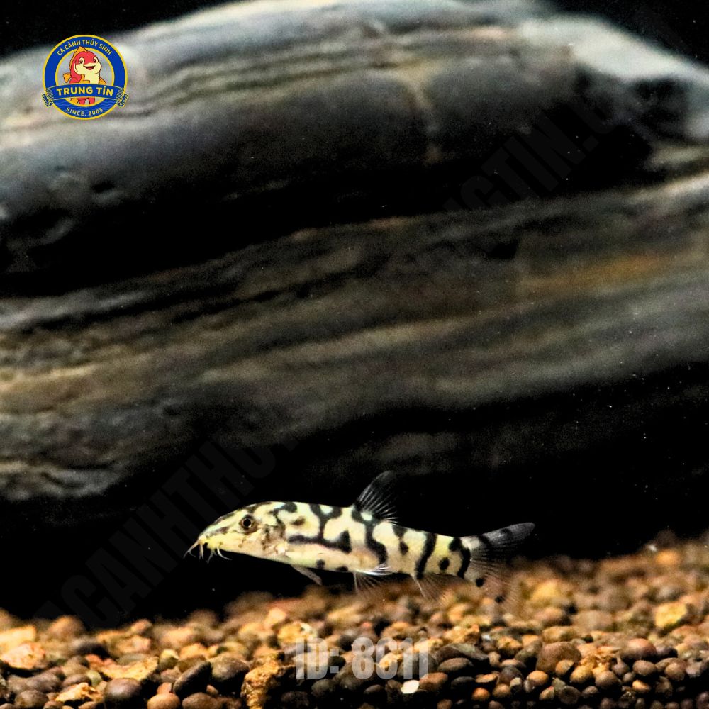 chuột biota 3 chuột biota 3