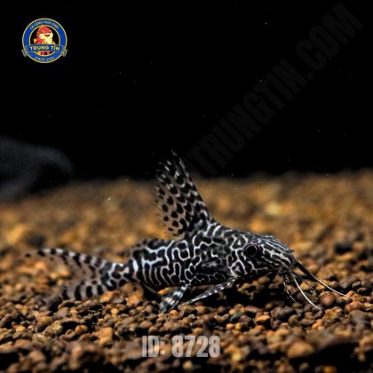 chuột mã thiên 1 ID_ 8728