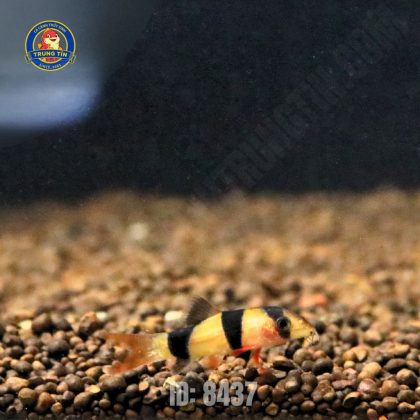 chuột mỹ (5)