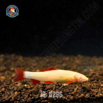 chuột thái vàng (2)