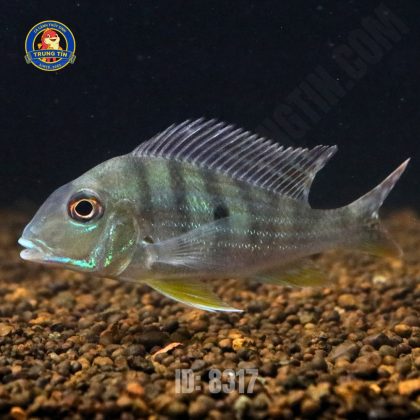 hải hồ 1