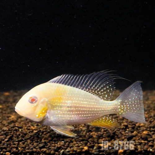 hải hồ albino