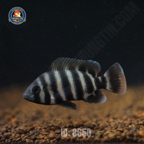 hoàng tử châu phi 2