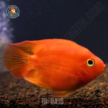 hồng két 4