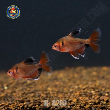 hồng nhung vây dài (7)