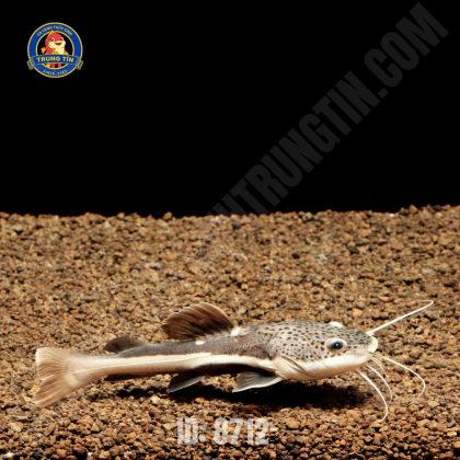 hồng vỹ mỏ vịt