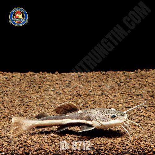 hồng vỹ mỏ vịt