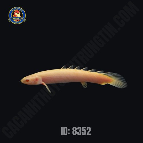 khủng long albino 2