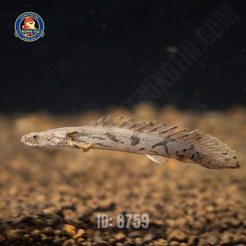 khủng long hoàng đế 2