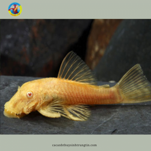 cá lau kiếng shortfin vàng