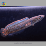 cá lóc cầu vồng