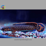 cá lóc cầu vồng